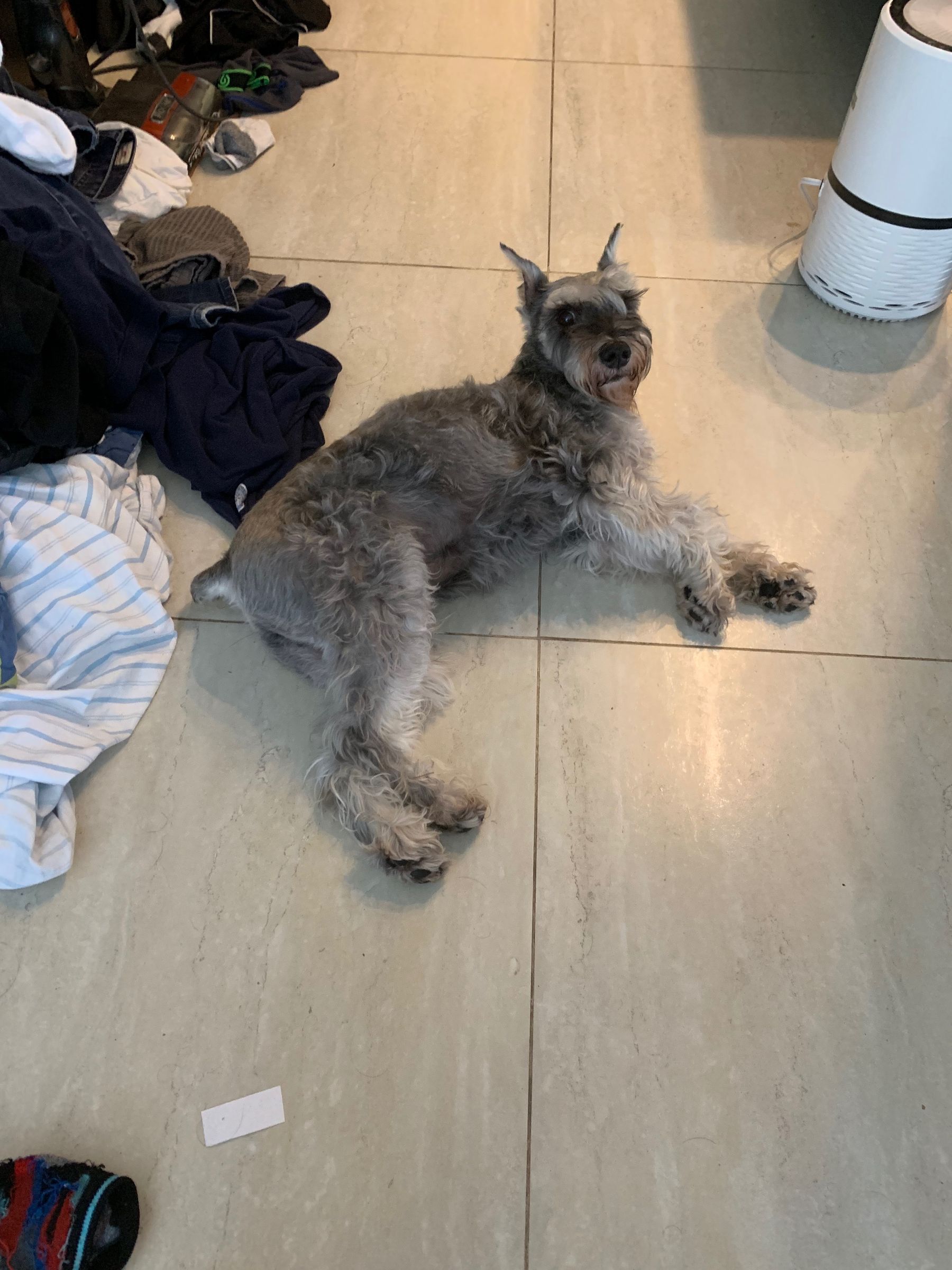 Allen hasbun