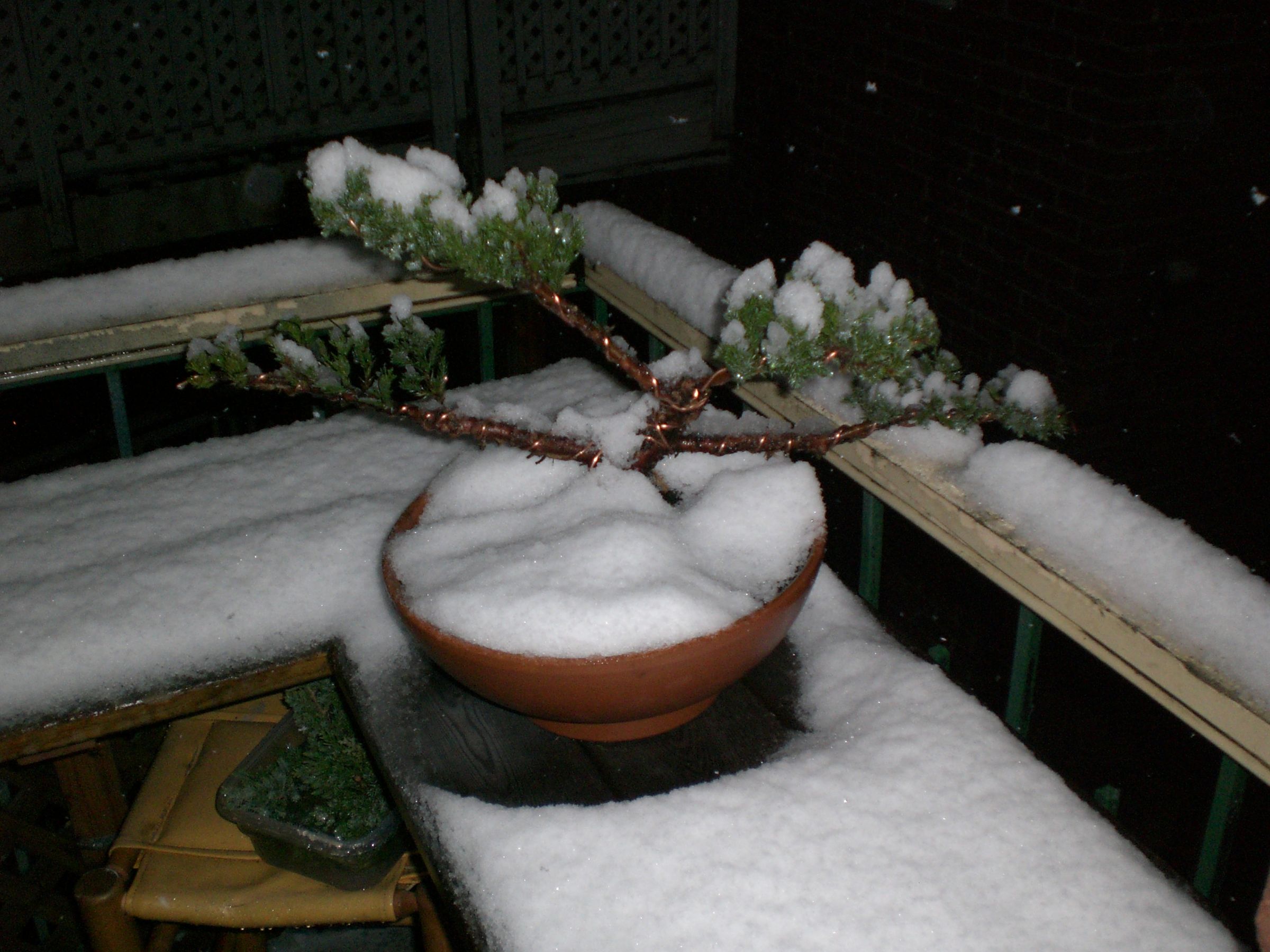 Create a Bonsai From a Nursery Juniper