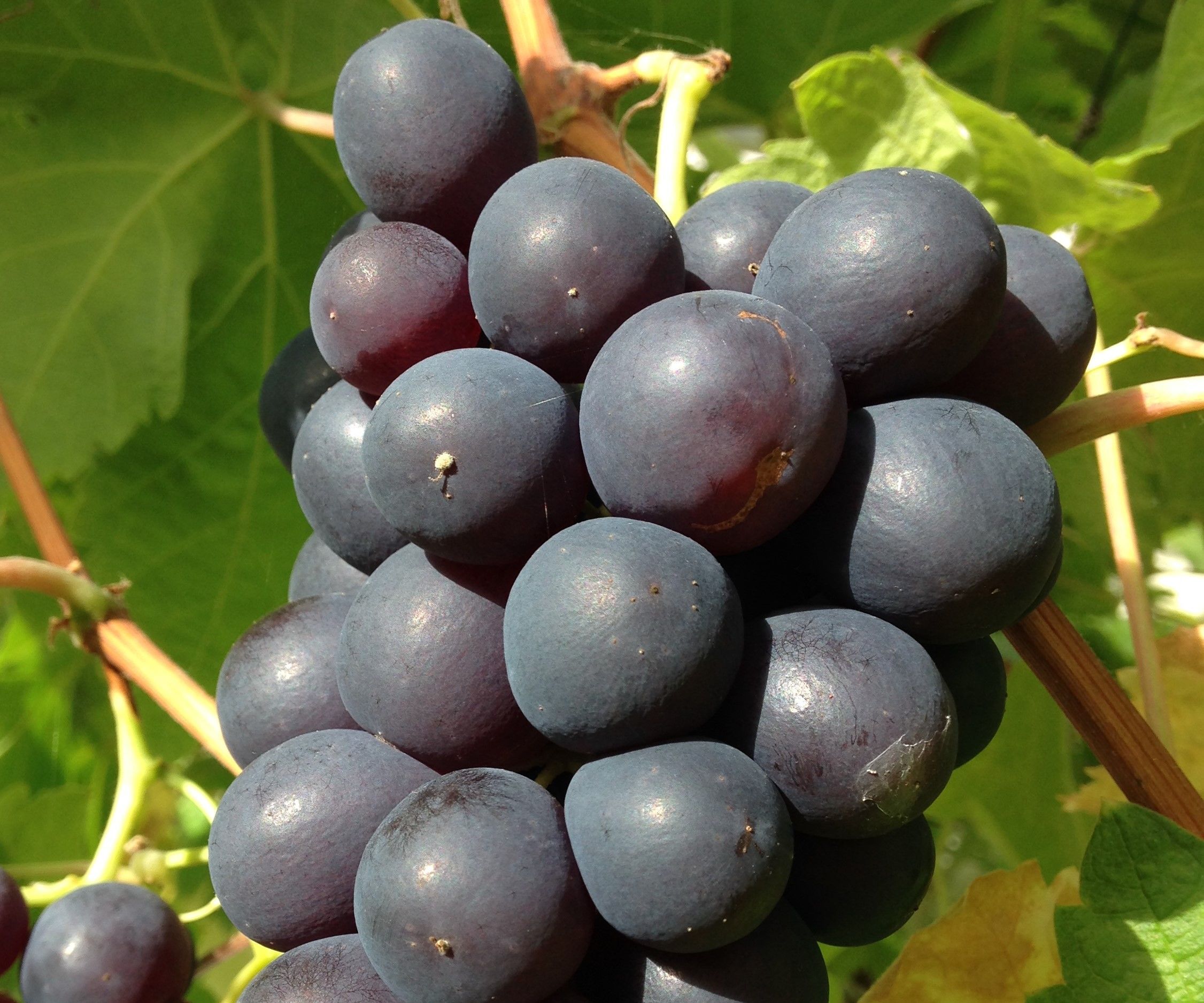 A Simple Way to Prune a Grape Vine in Autumn