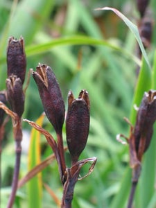 Electroforming an Iris Seed Pod