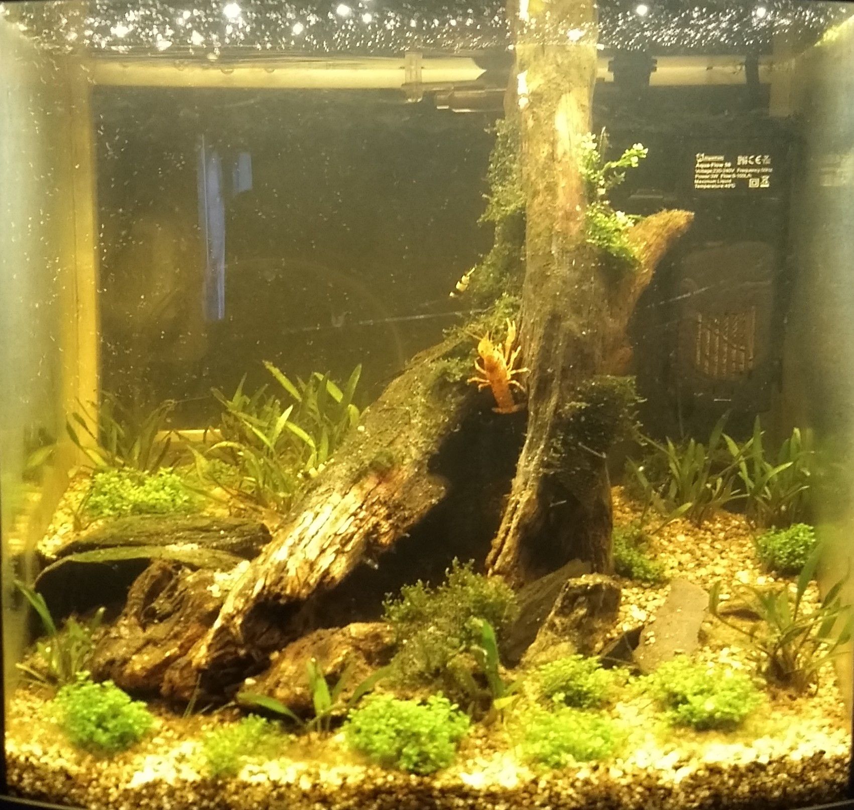 CO2 for Your Aquarium Made by Mushrooms 4 Steps Instructables