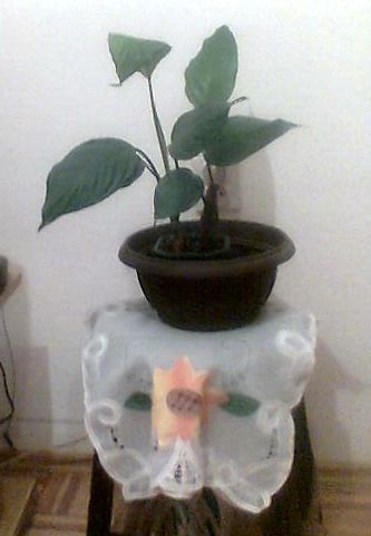 My Flowers