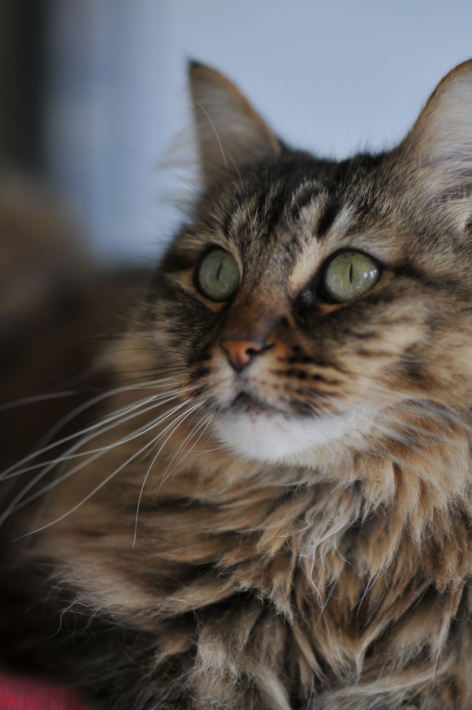 Out of Sight (and Smell) Kitty Privy