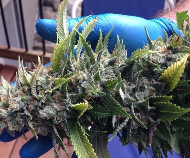 Trimming and Drying Cannabis