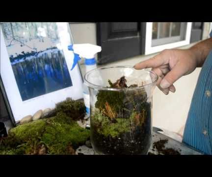 Rain Forest in Glass Tutorial