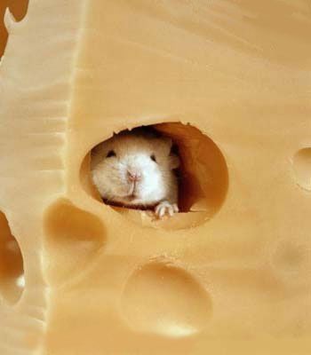 thecheese429