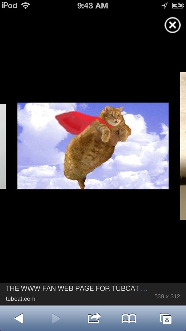 Teach Your Cat to Fly!!!