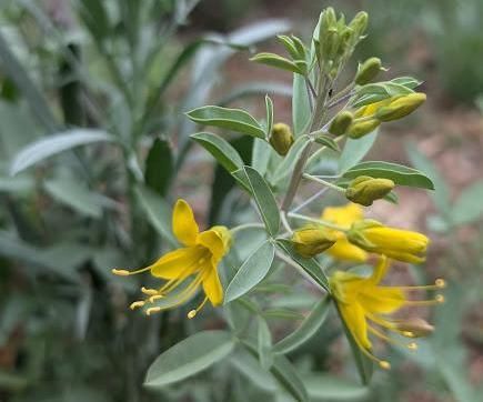 Starting and Growing Cleomella Arborea (California Bladderpod) From Seed