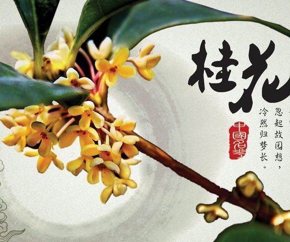  Home-made Distill Fragrans Liquor