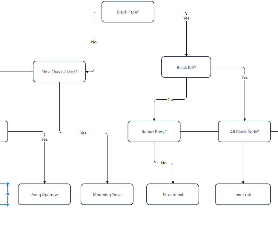 Basic Flowchart to Identify Common Birds! (And How to Make One)