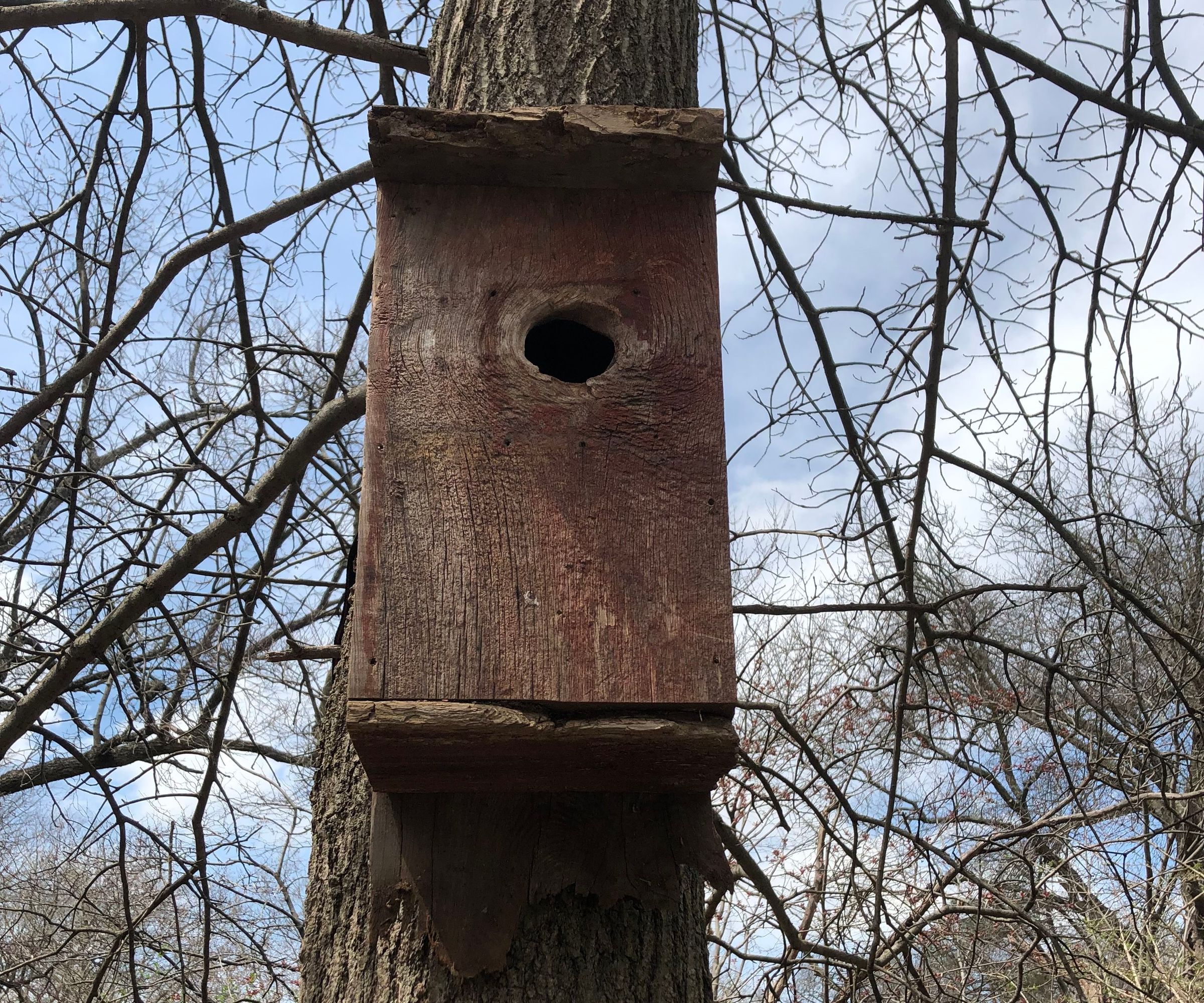 How to Attach a Birdhouse to a Tree Without Harming the Tree