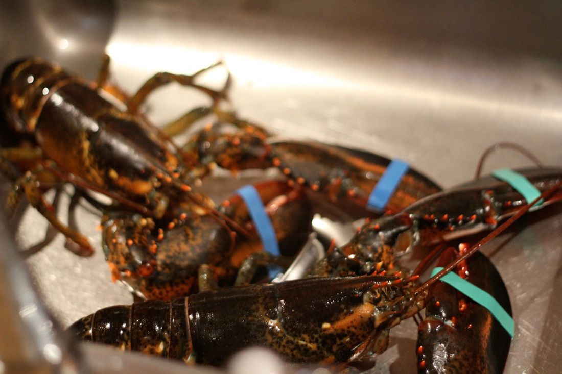 How to Boil Lobster