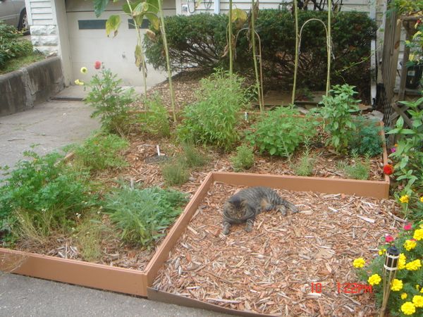 Simple Sheet Mulch Herb Garden