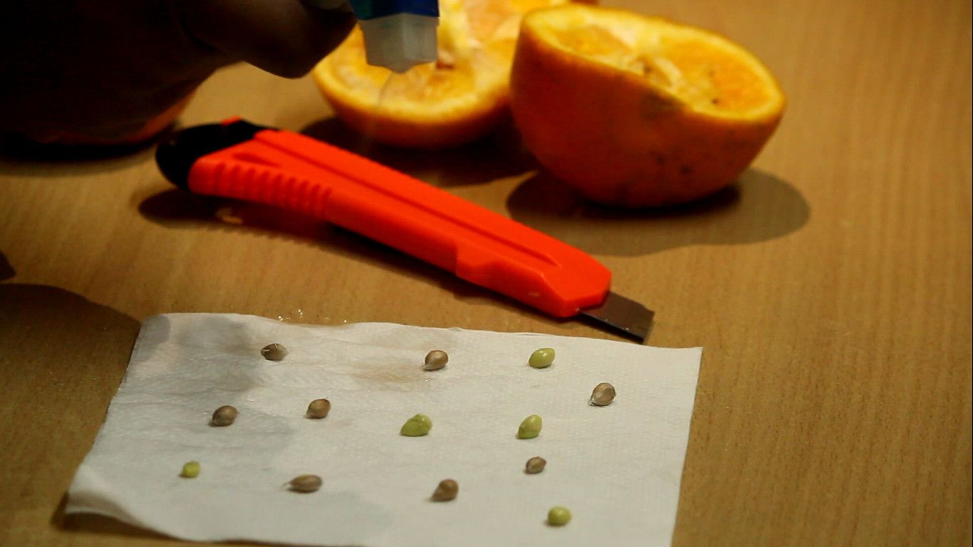tree with orange seed pods