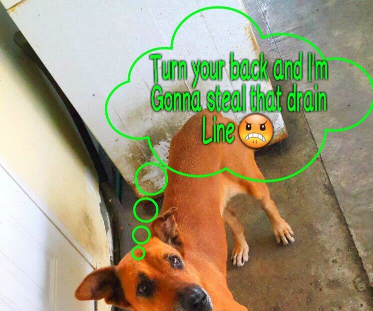 Dog Proofing My Washing Machine Drain Line. 