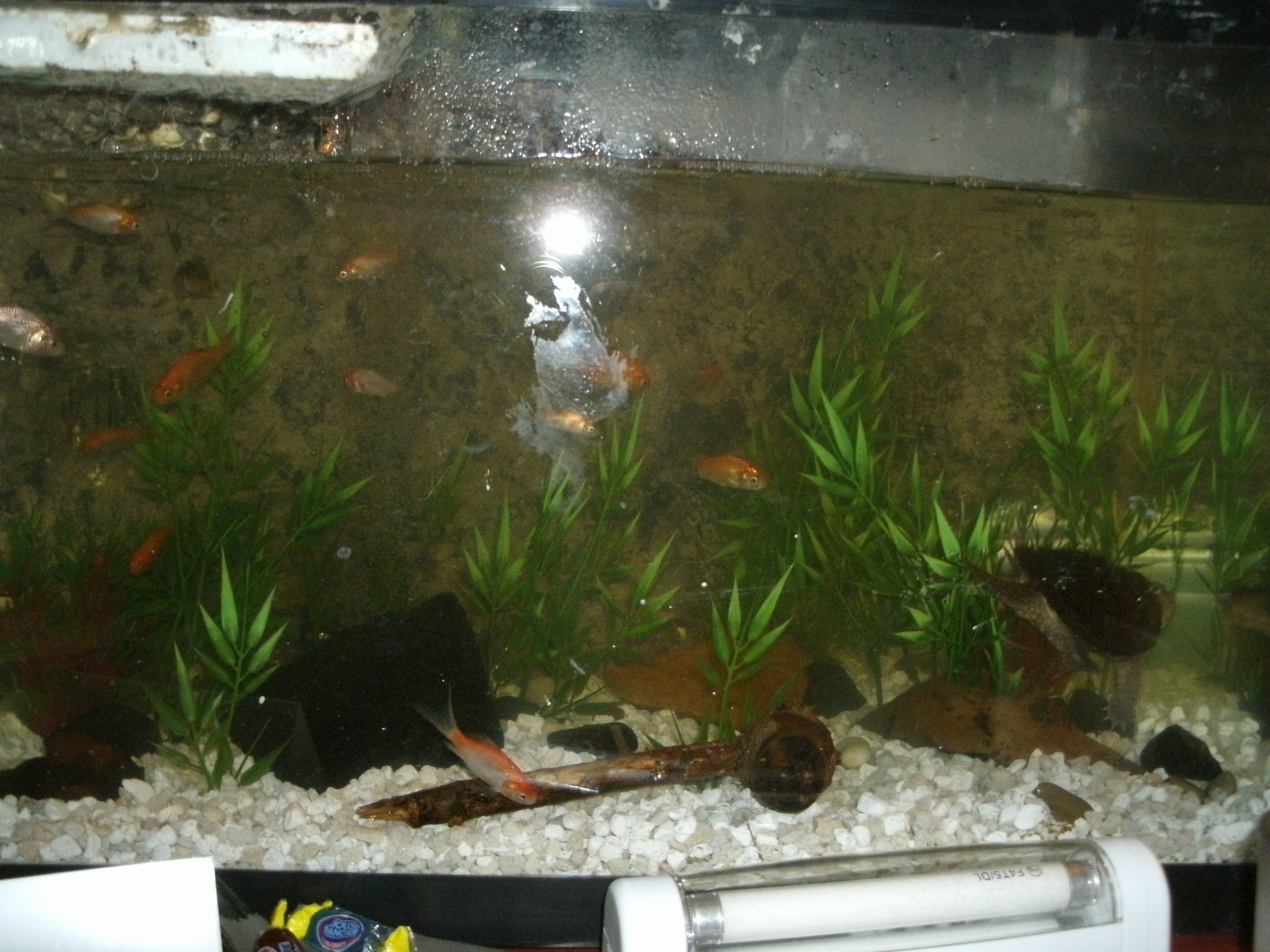 Cheap Artificial Aquarium Plants 6 Steps Instructables