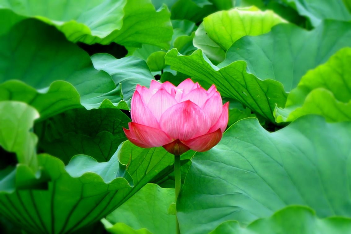 Simple Steps for Greatly Improved Photos in Pixlr Express