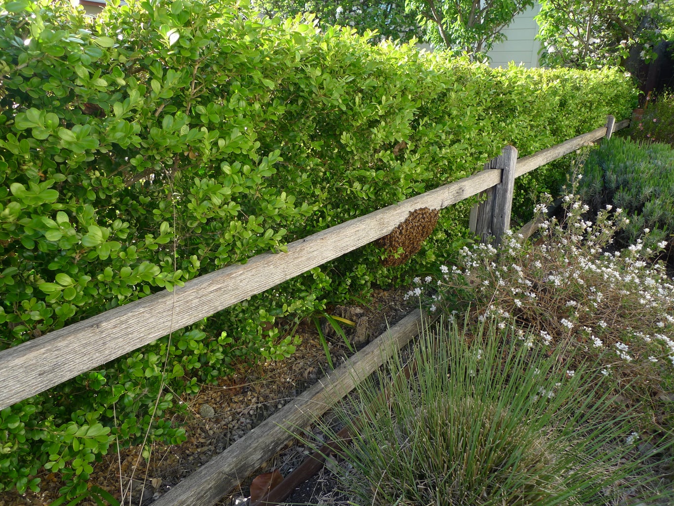 how to get rid of a swarm of bees