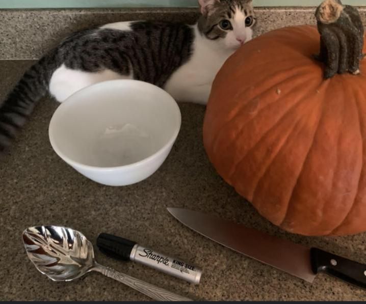 Pumpkin Chicken Feeder 
