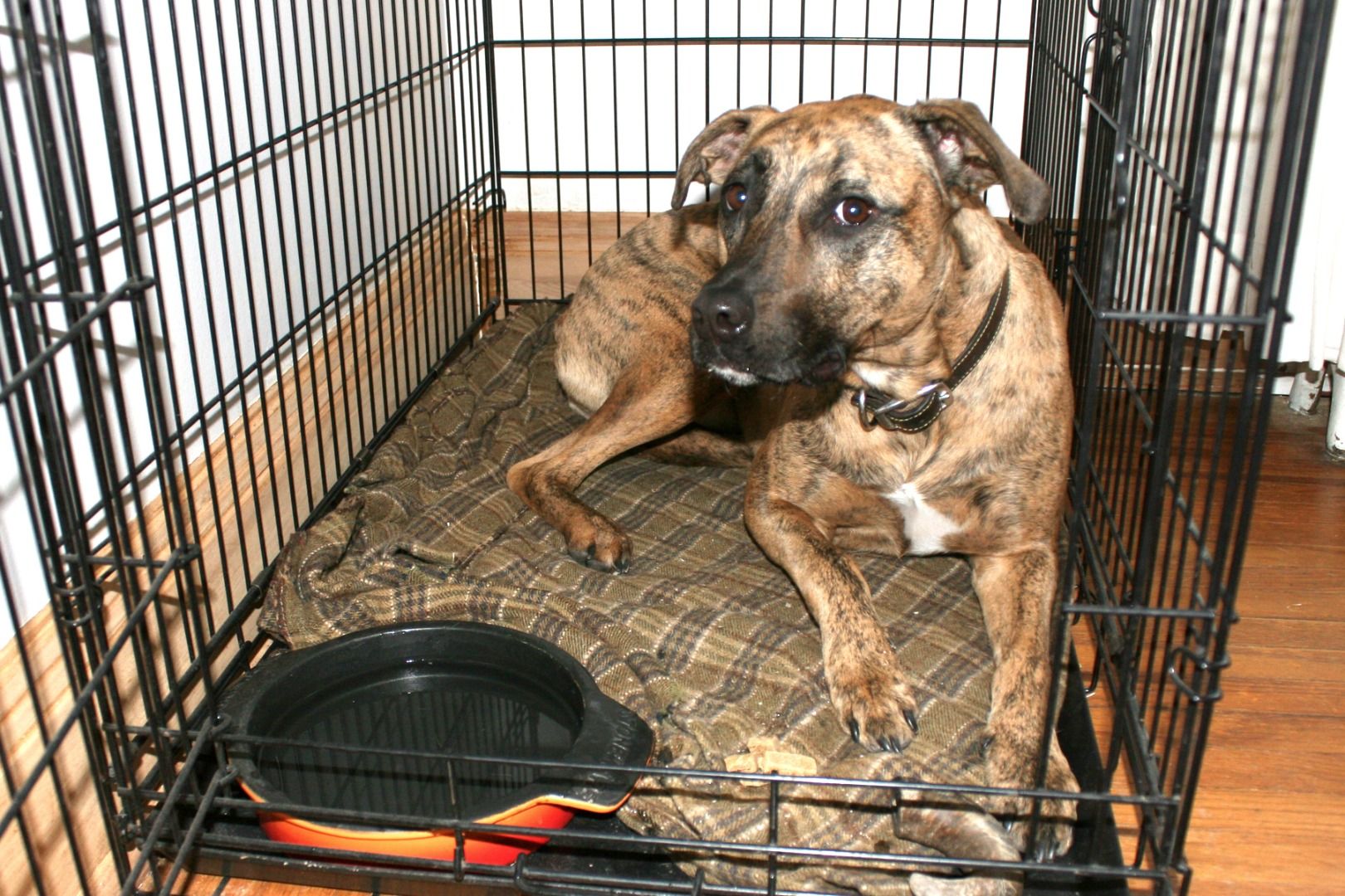 How To Get Your Dog To Go In Crate