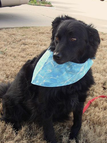 Reversible Dog Bandana