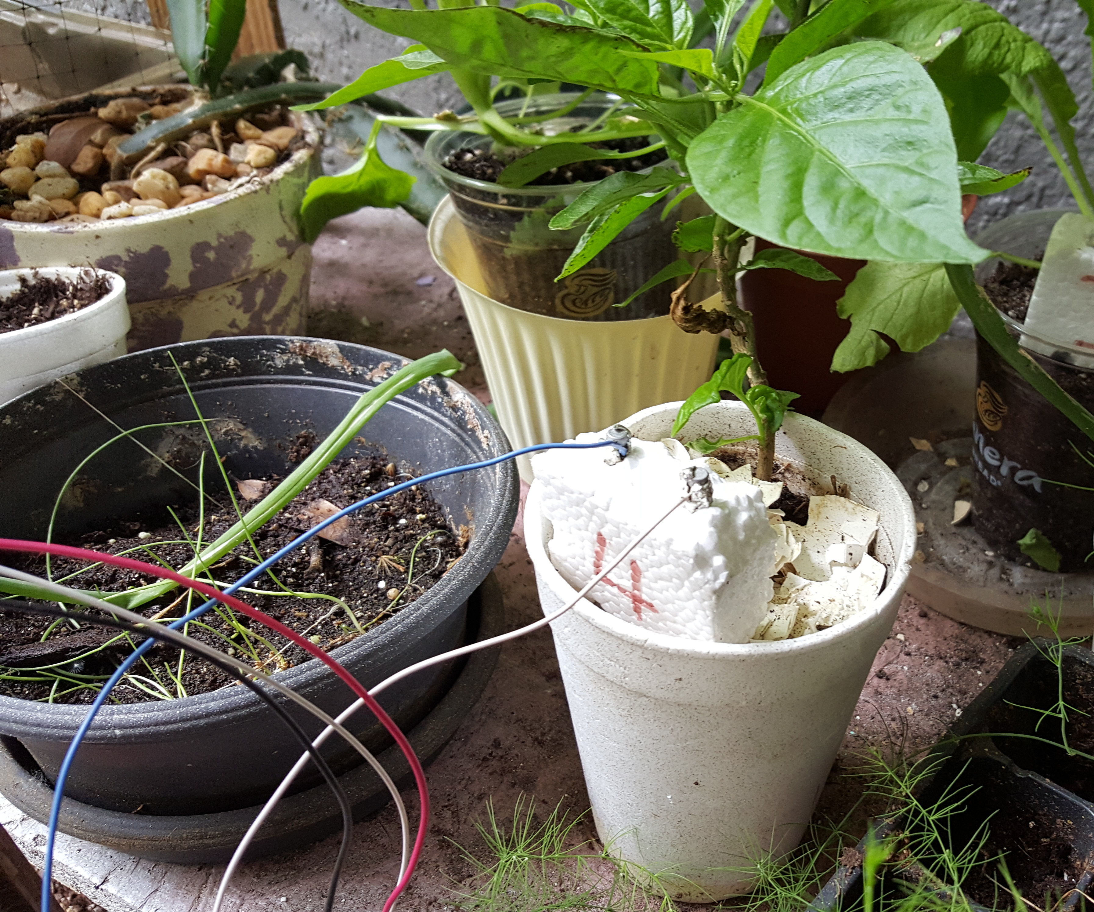 Butch - Remote Soil Monitor Watchdog