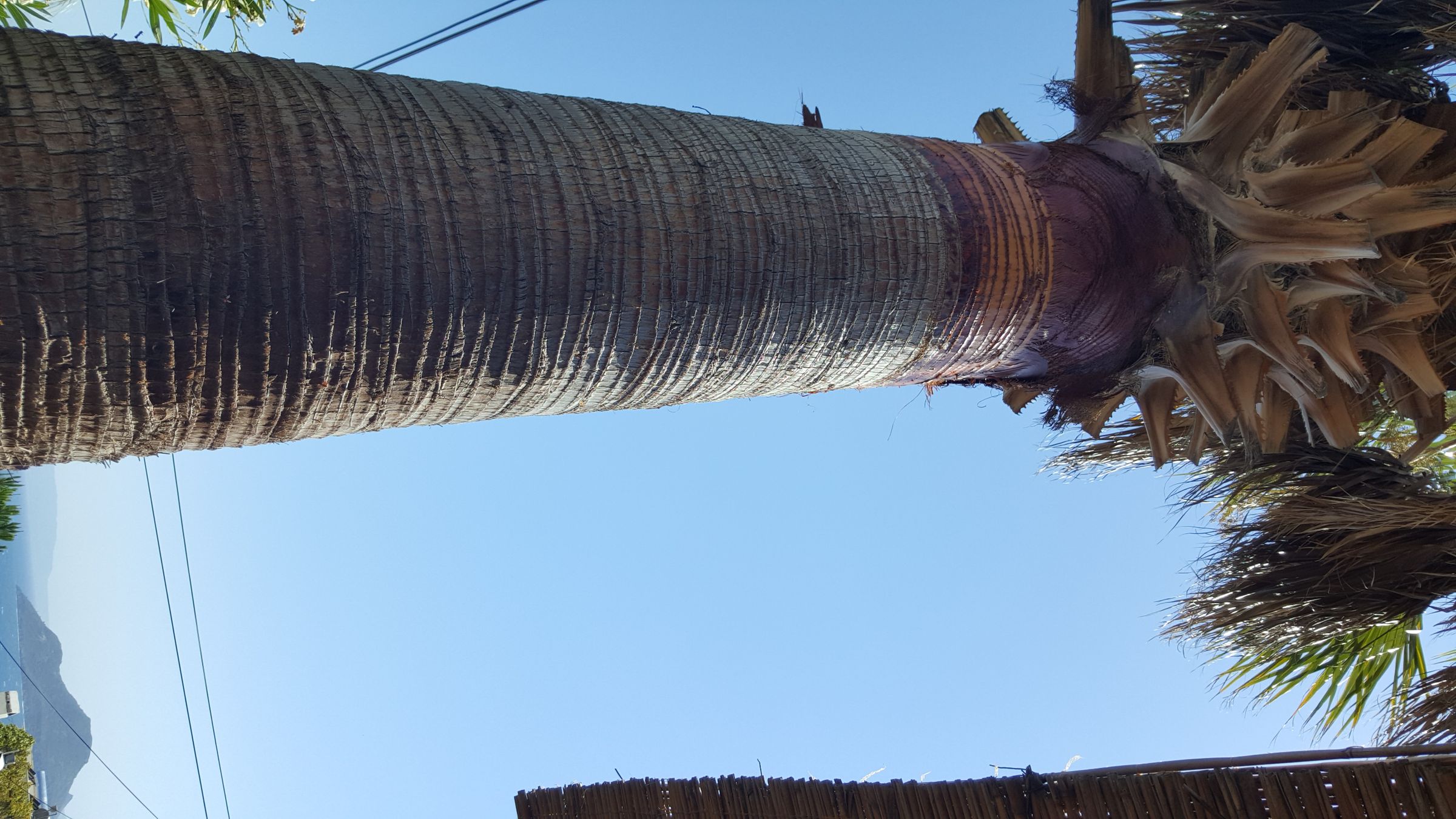 How to Cut Palm Tree's Leaves 10 Steps (with Pictures) Instructables