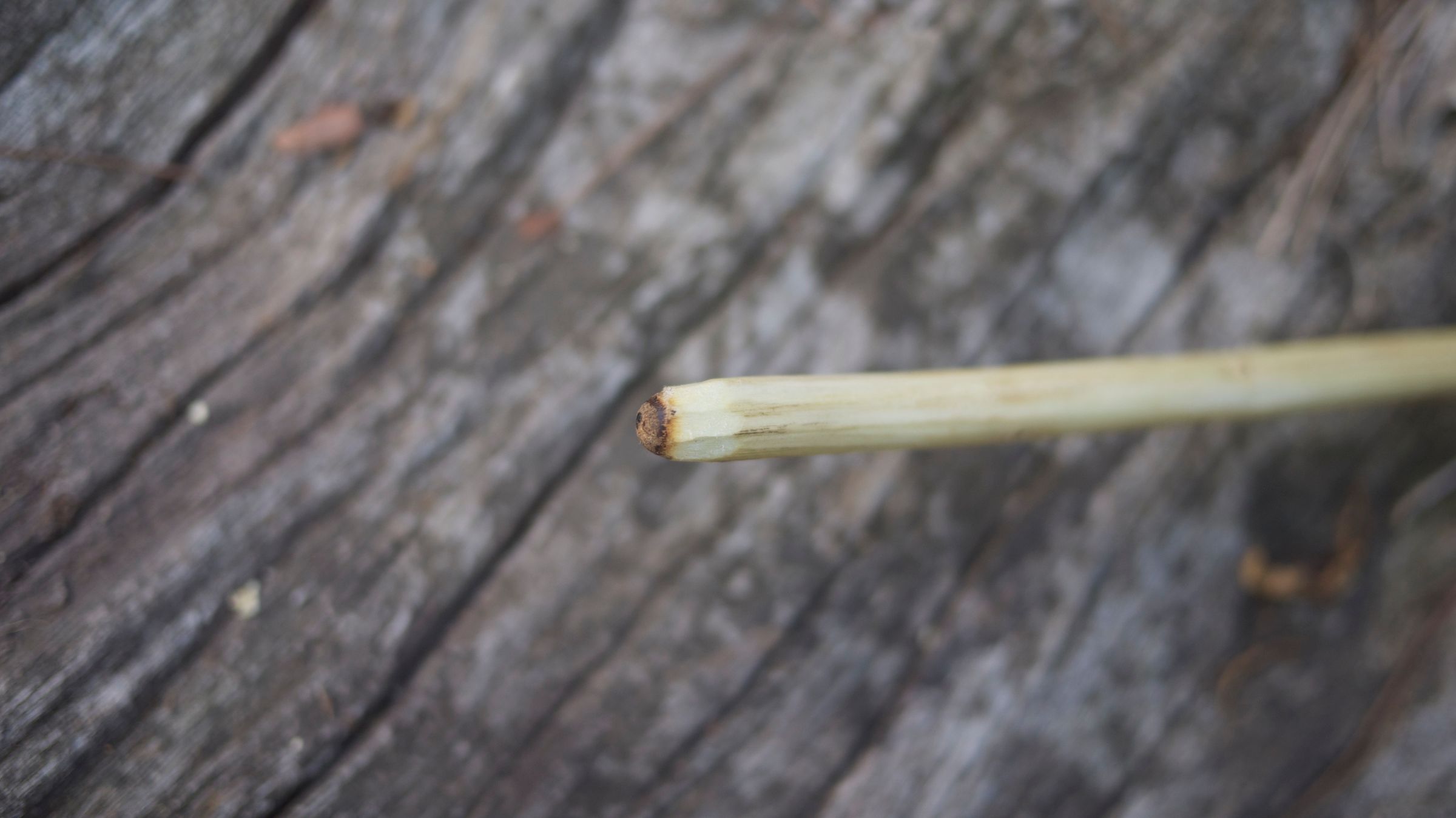 Hand Drill Fire With Green Wood! 9 Steps (with Pictures) Instructables