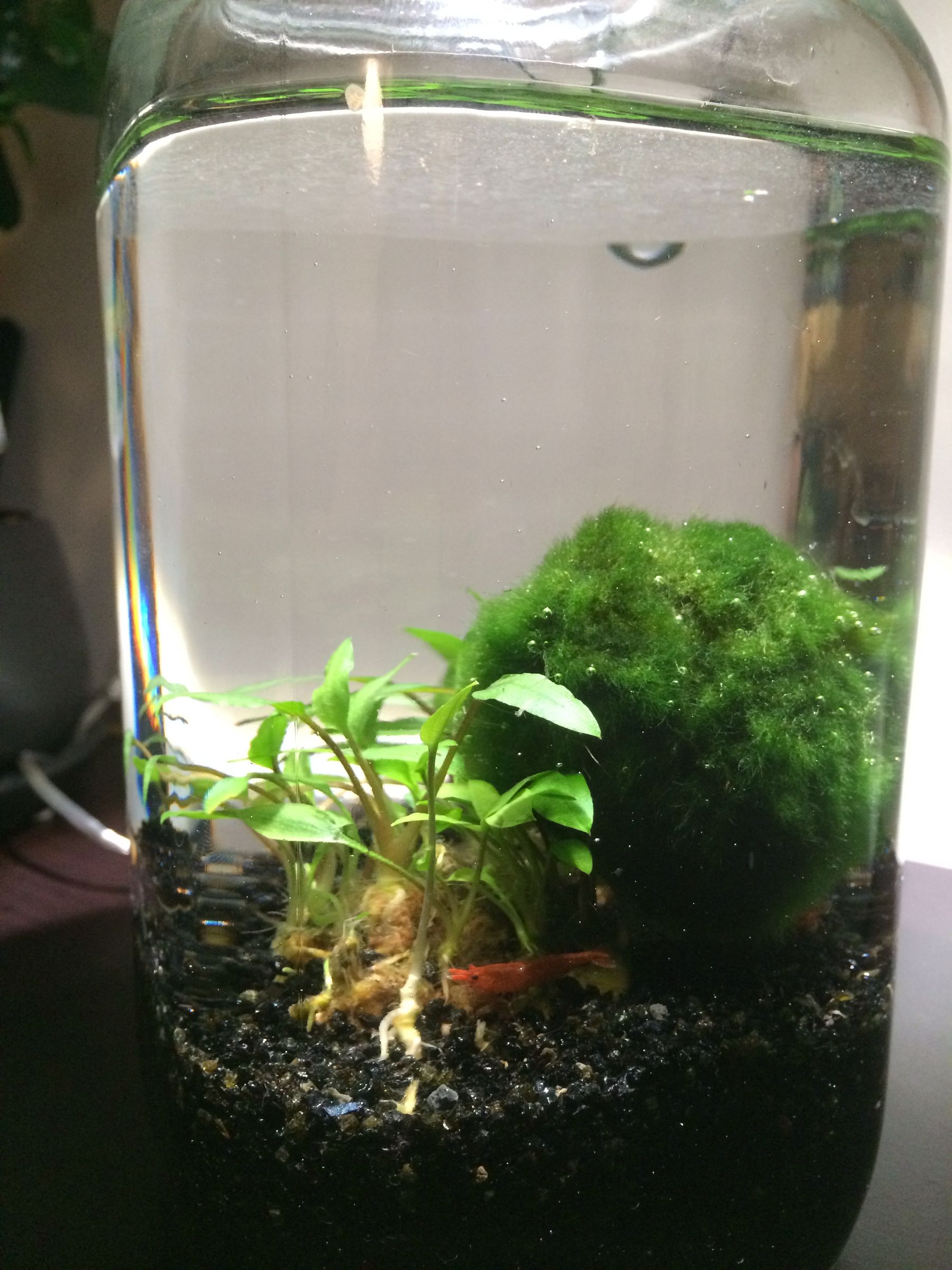 Build an Aquatic Ecosphere