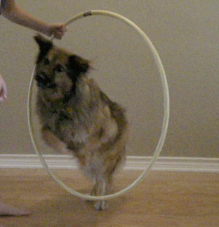 Teach Your Dog to Jump Through a Hula Hoop
