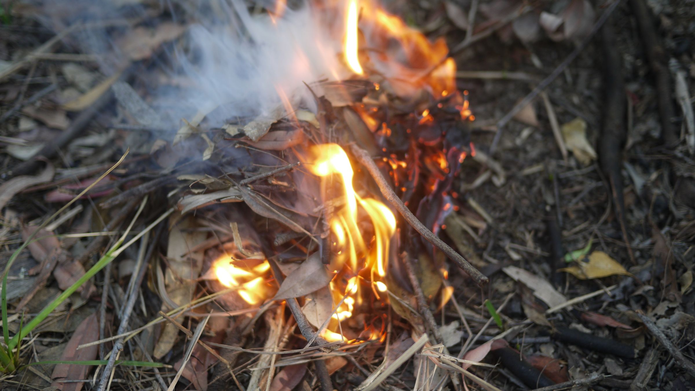 Hand Drill Fire With Green Wood! 9 Steps (with Pictures) Instructables