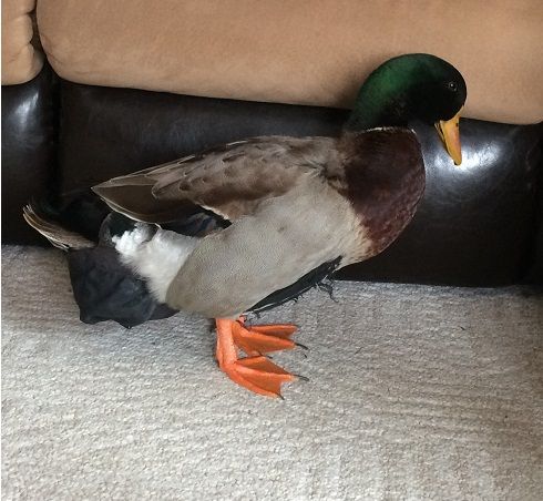 Ducky Diapers : 6 Steps - Instructables