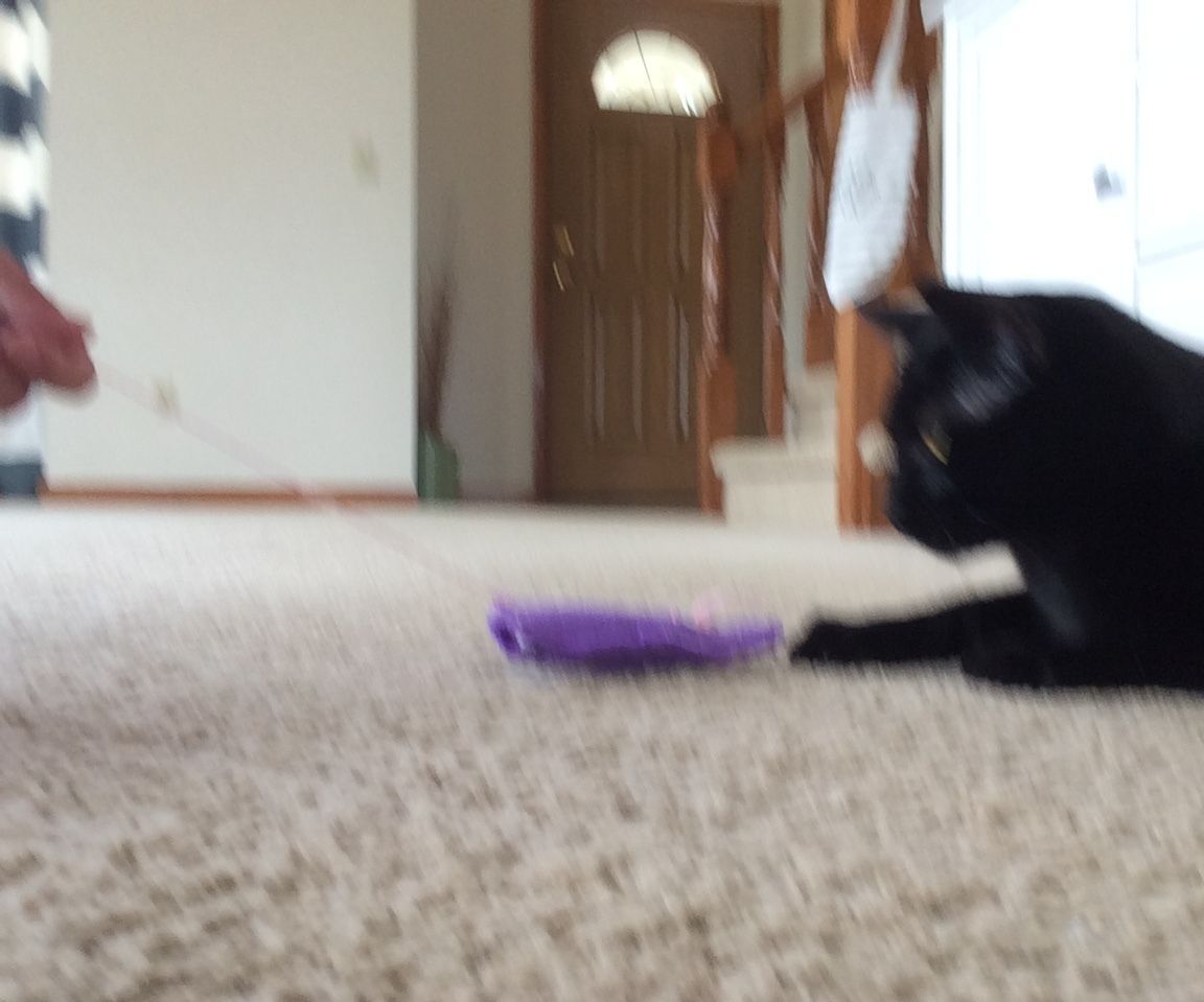 Easy Awesome Cat Toy