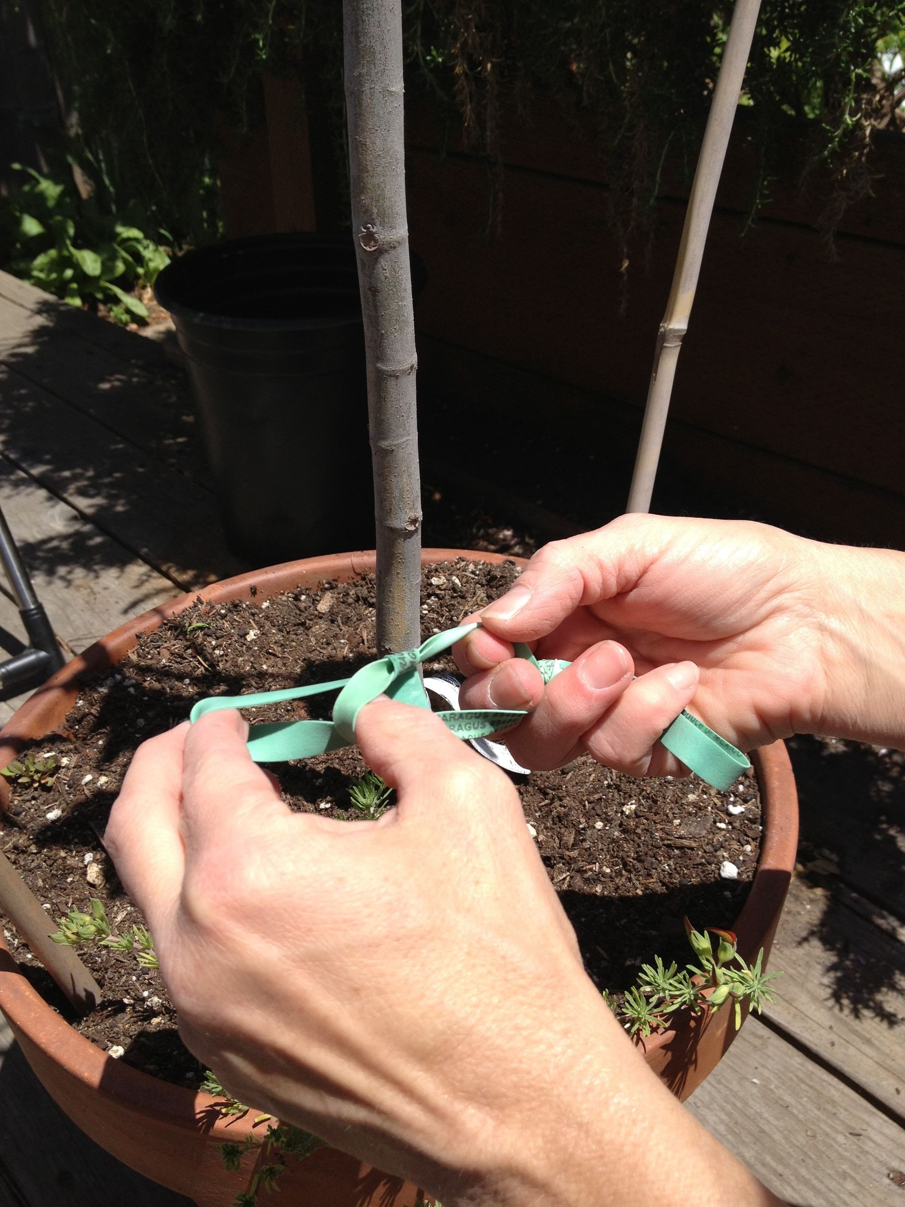 Stabilizing Tree Anchor 3 Steps Instructables