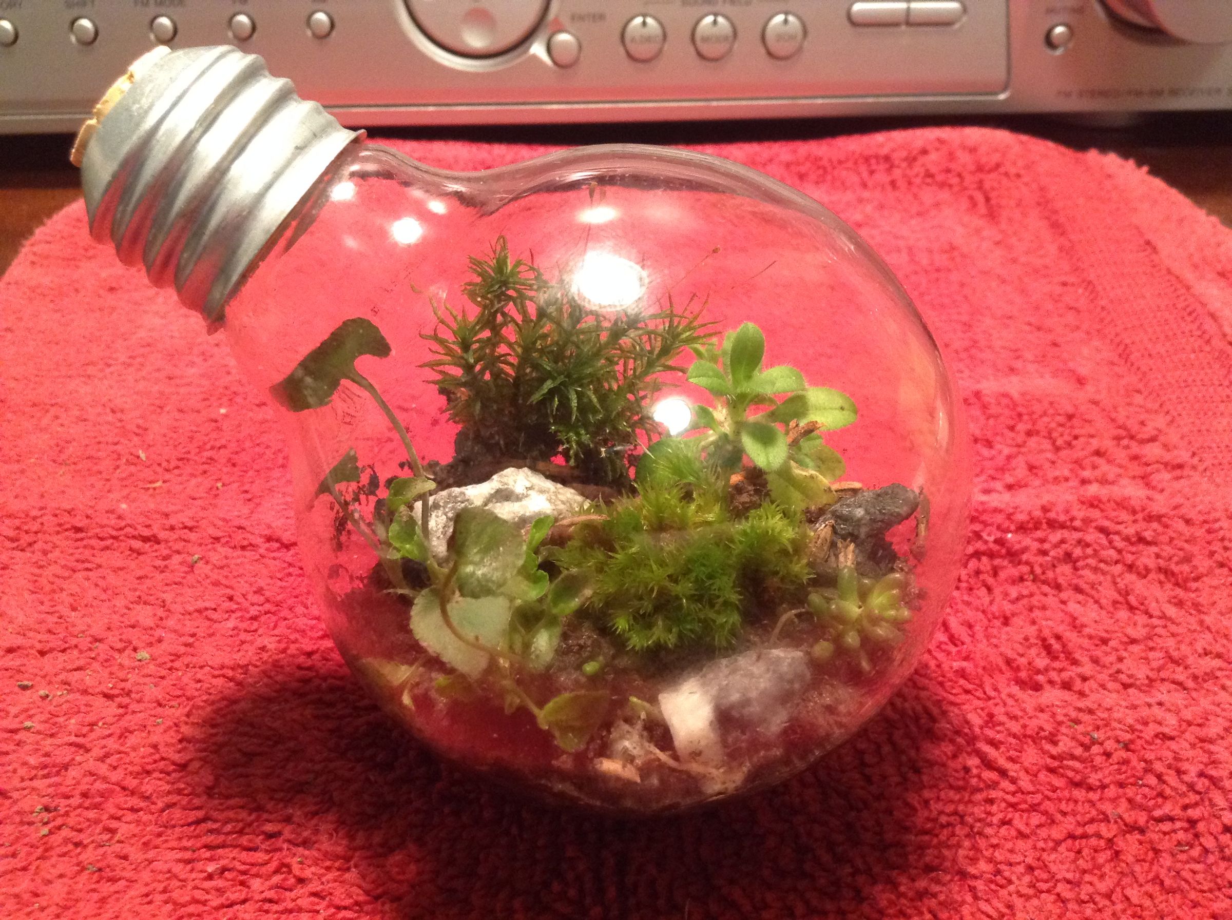 How to Make a Light Bulb Terrarium 6 Steps (with Pictures