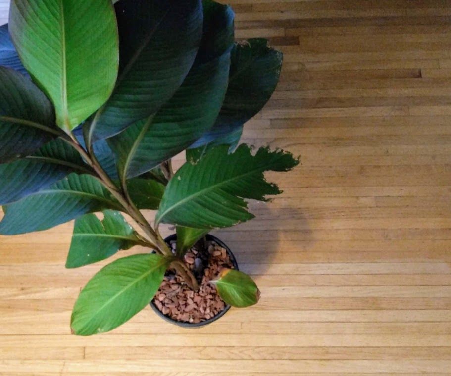 Turning Garden Bulbs Into Houseplants