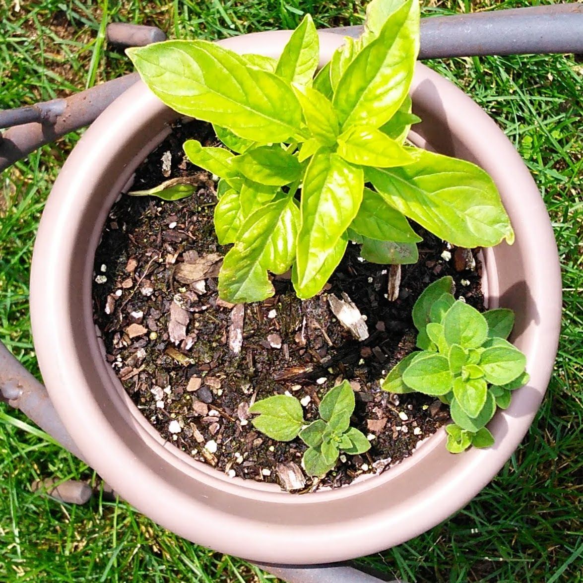 How to Propagate Herbs 4 Steps (with Pictures) Instructables