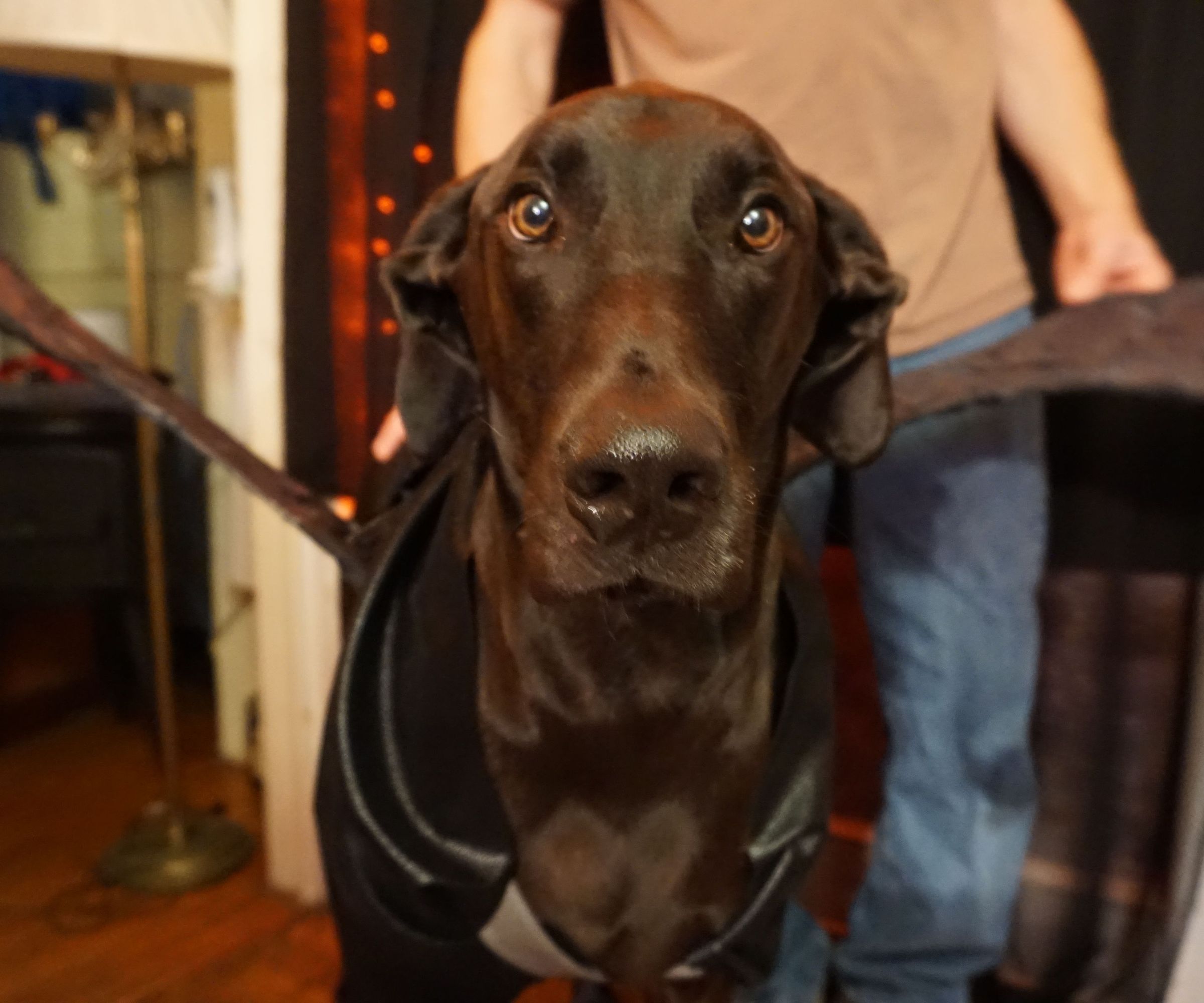 Dog Wings