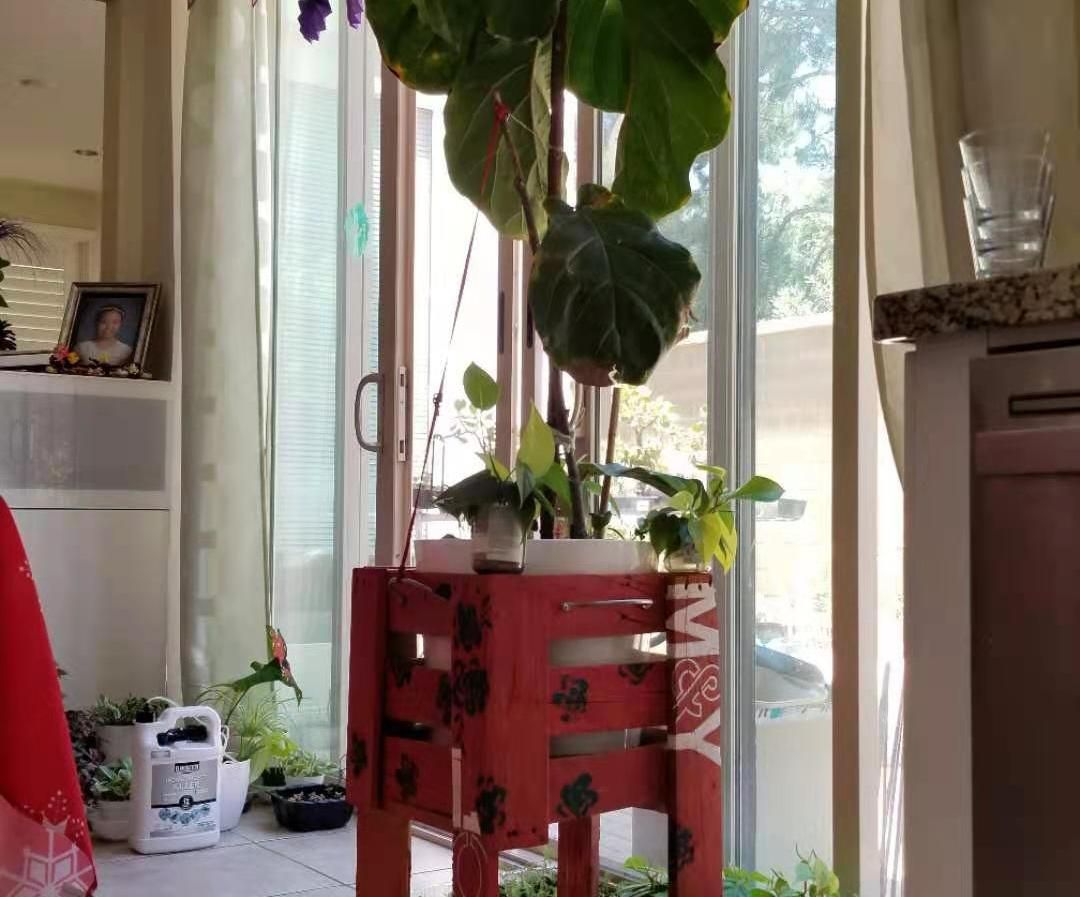 My Plant Box (recycle and Reuse)