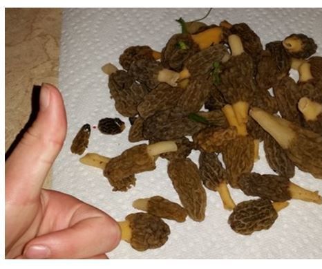 Fried Morel's (Early Season Variety)