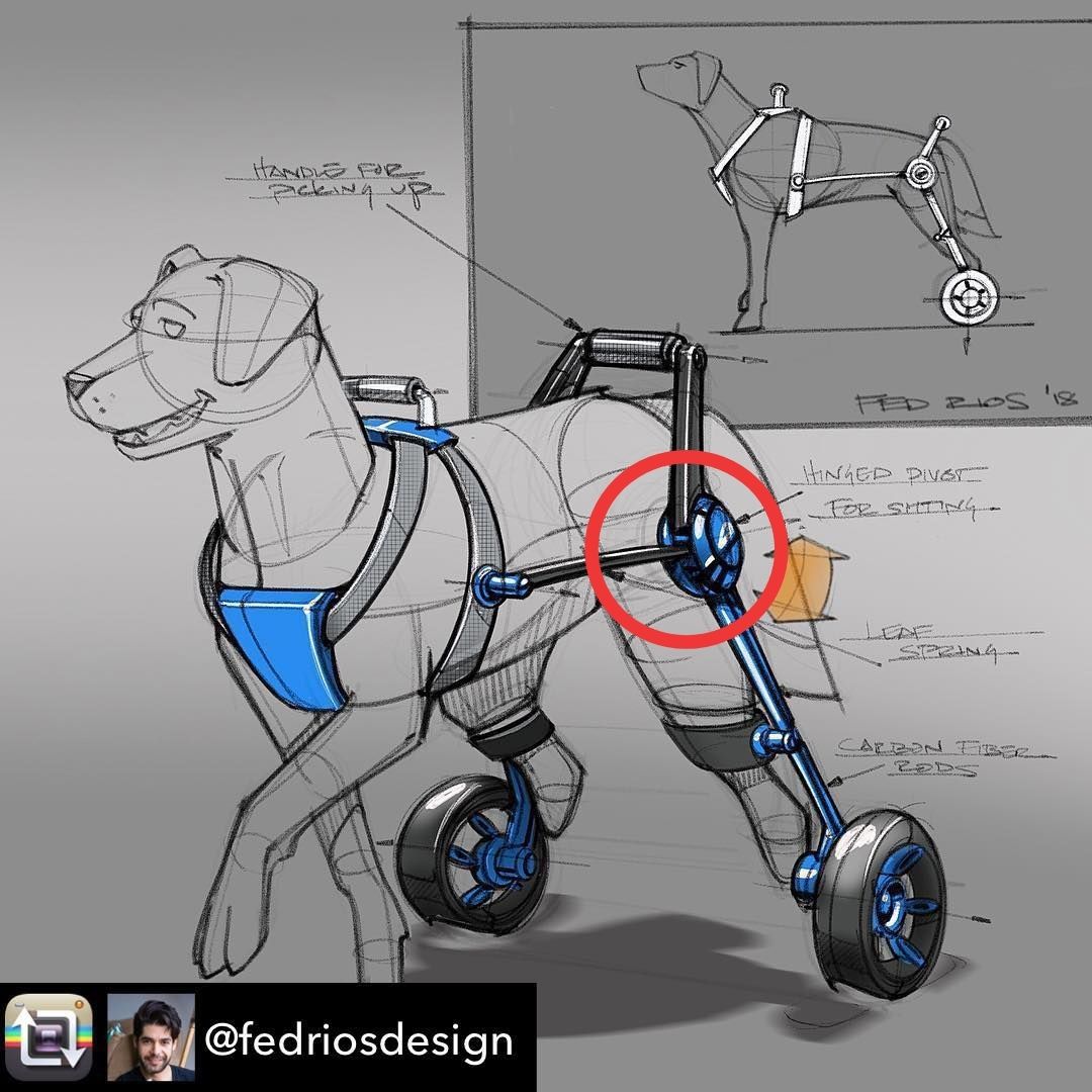 Can A Dog Lay Down In A Wheelchair