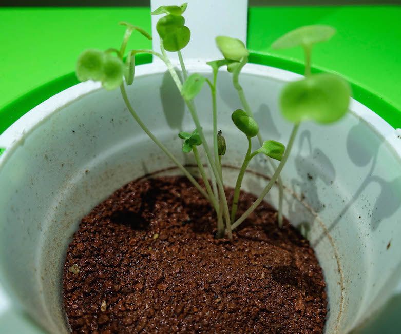 How to Simulate Growing a Rocket Salad on Mars