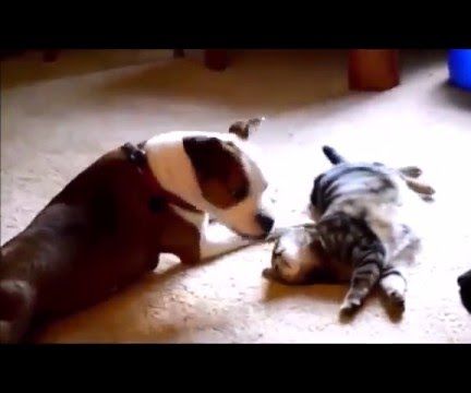 How to Use Double Sound/Word Commands to Train Abused Dogs