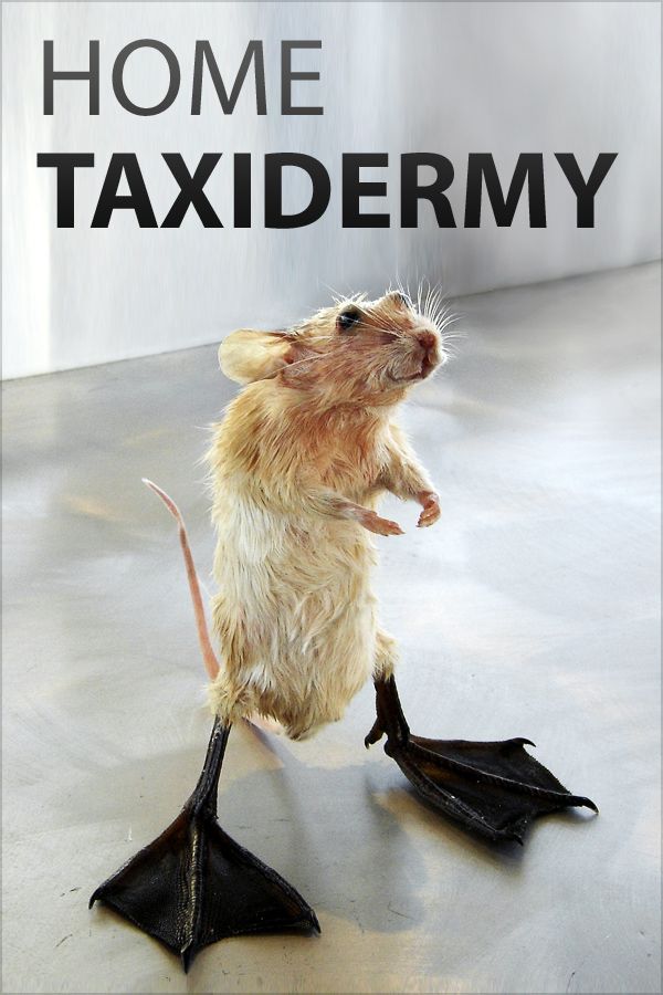 Collection Cover Image: Home Taxidermy