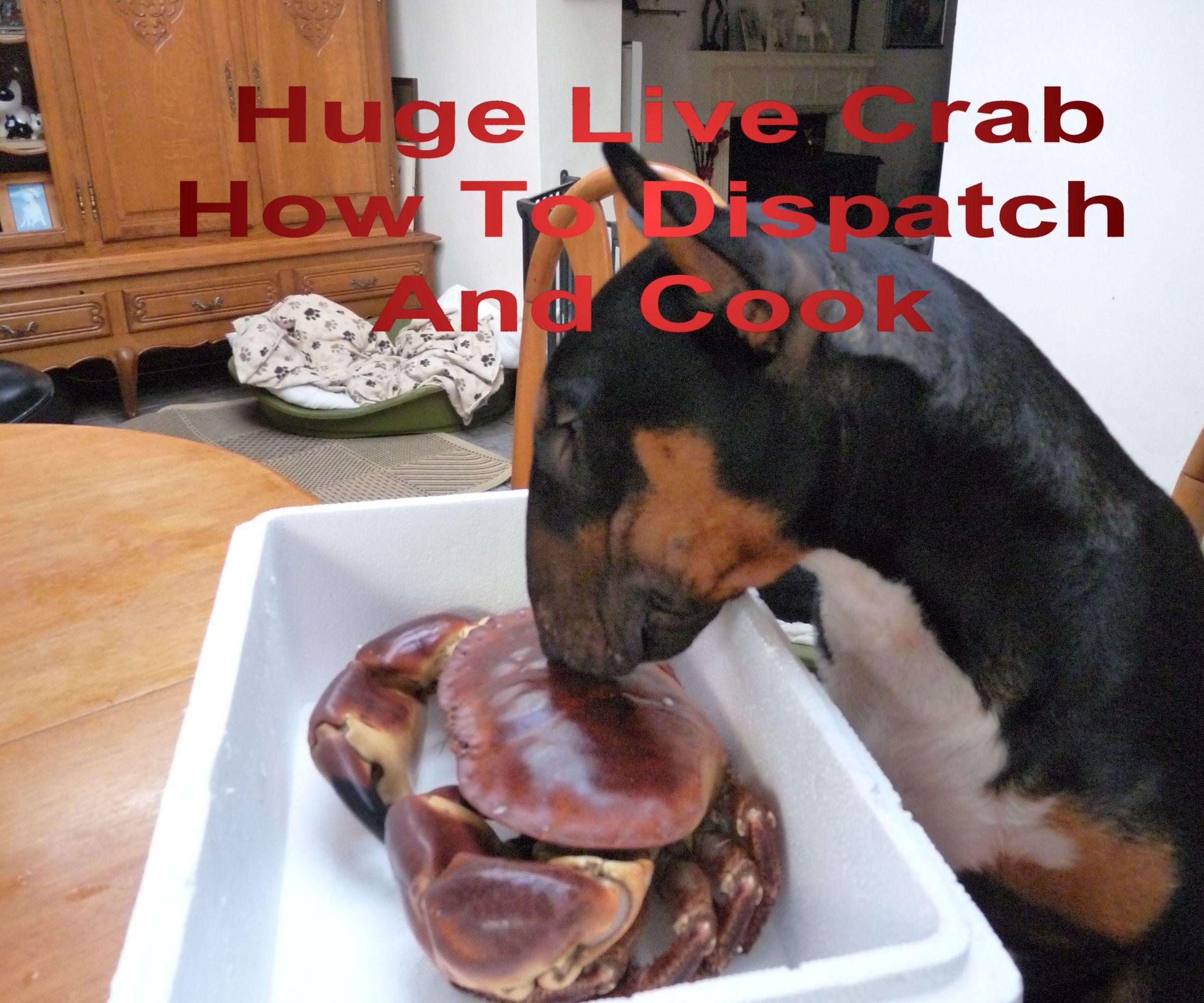 Live Crab How to Kill Instantly and Humanely Cooking Dressing and Eating