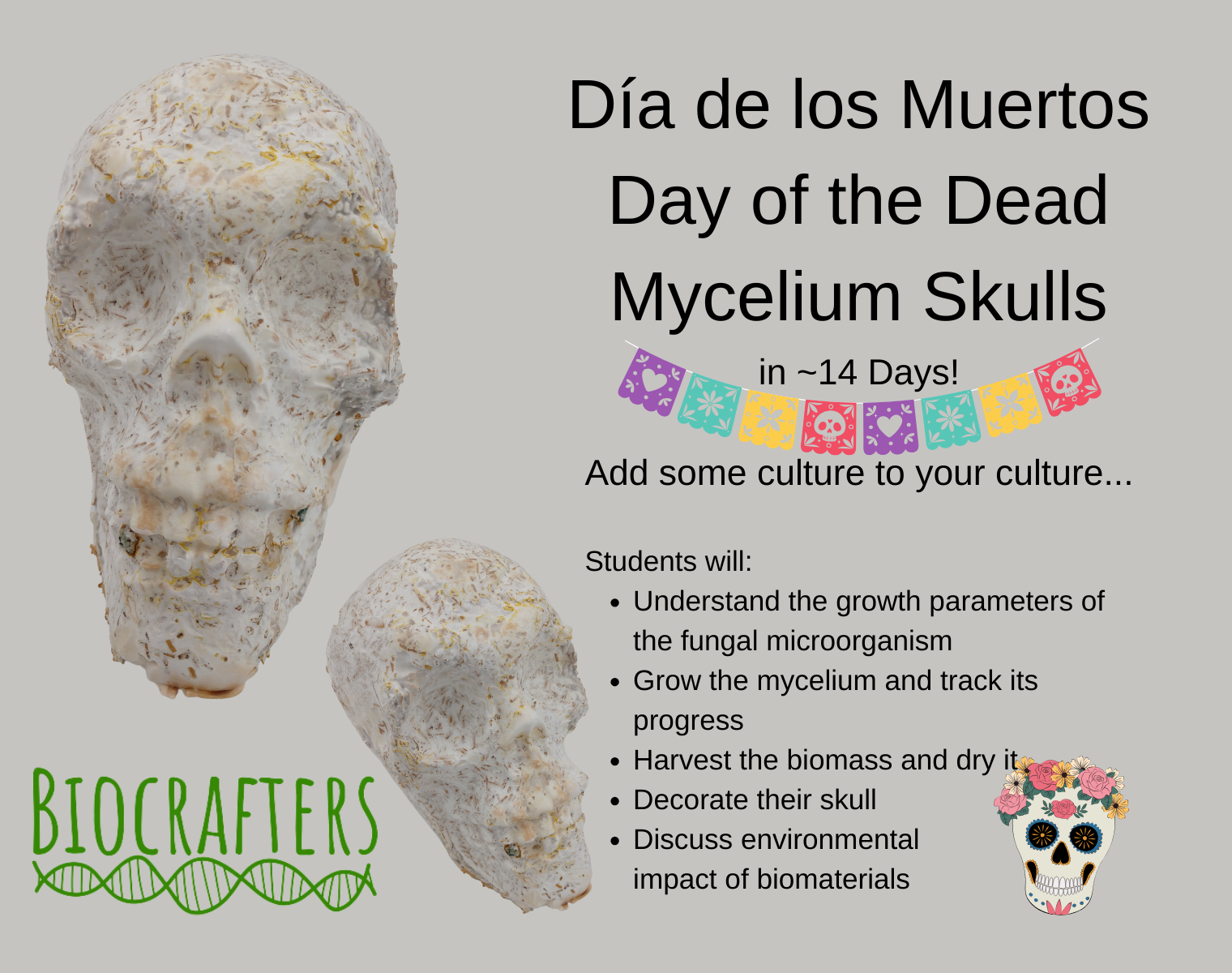 Mycelium Skulls for Día De Los Muertos / Day of the Dead