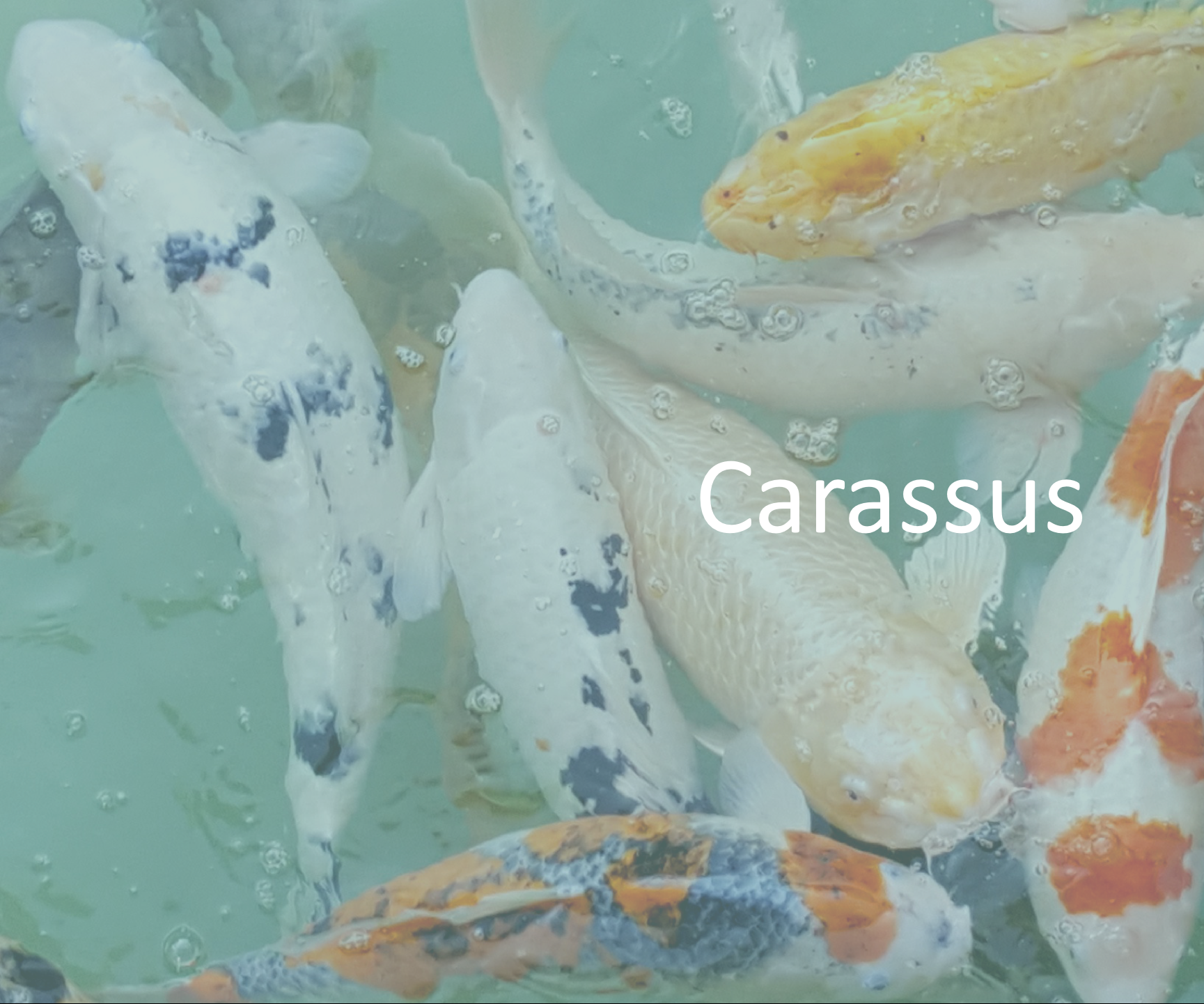 Carassus_IoT_electronic_project