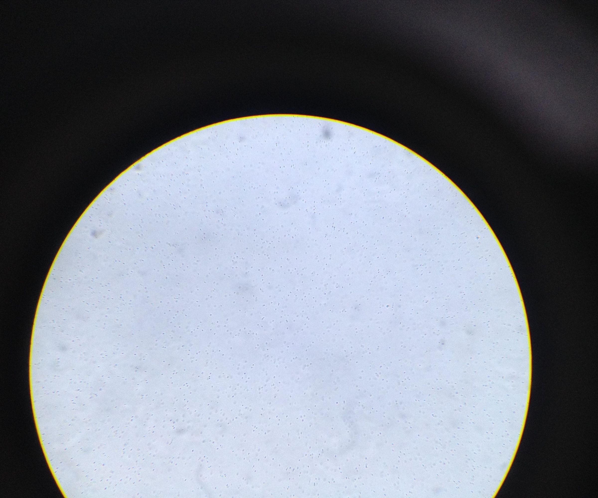 Bacteria - Bacillus Clausii: Observe With Microscope