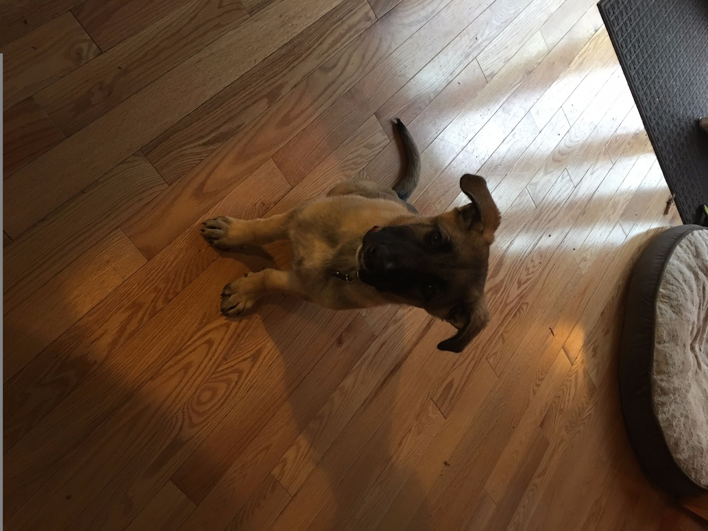 Teaching Your Dog Lie Down 6 Steps Instructables