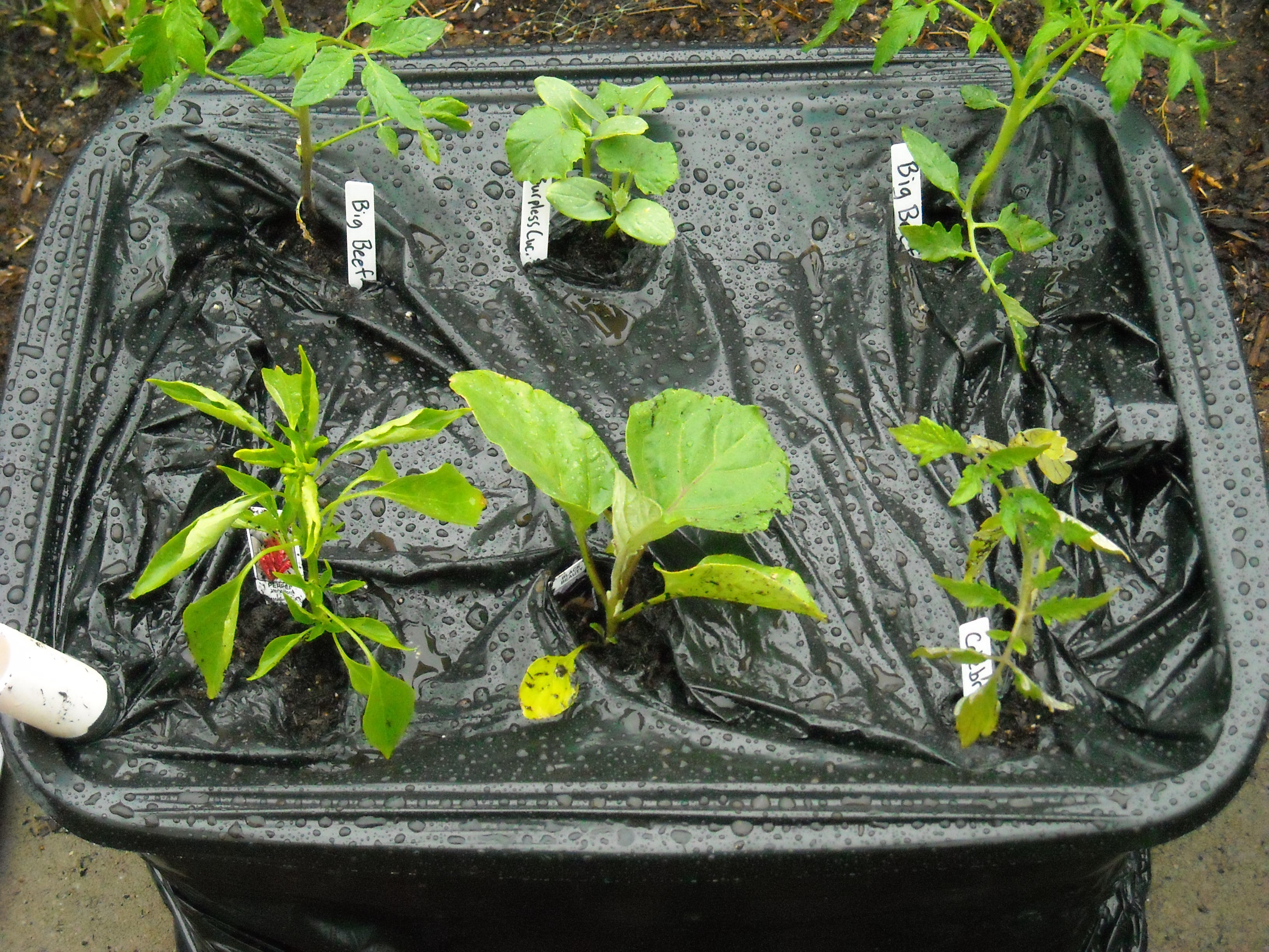 Grow Tomatoes Easily in an Earthbox - It's Self-Watering and Long Lasting!